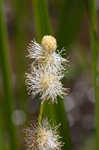 American bur-reed